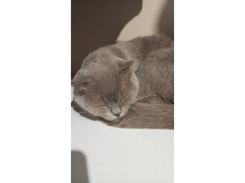 Scottish fold 8 aylık