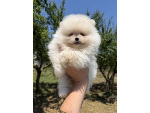 Kusursuz karbeyaz ayıcık pomeranian boo