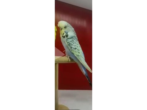 Teksas dişi muhabbet kuşu