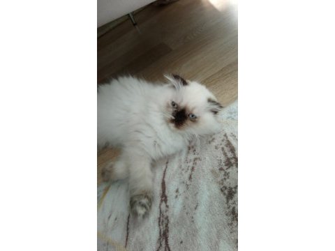 Scottish fold yavrularımıza yuva arıyoruz