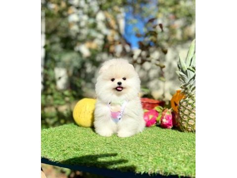 Safkan pomeranian yavrular