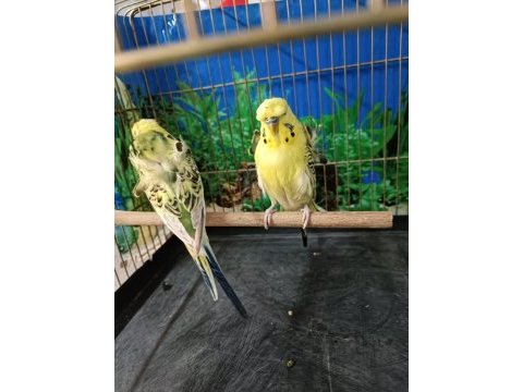 Gold teksas japones muhabbet kuşu
