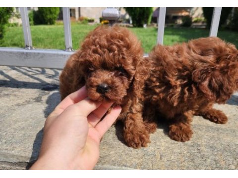 Toy poodle minik yavrularımız