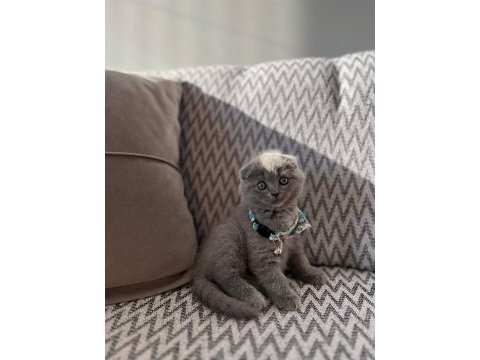 Scottish fold shorthair 2 aylık dişi