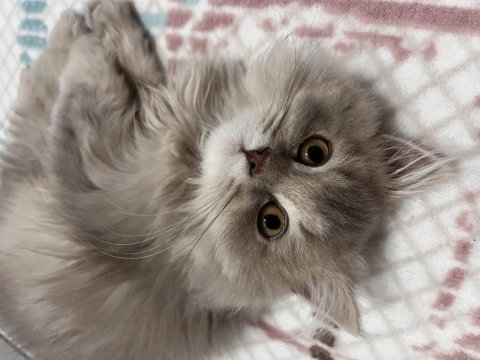 British longhair 1 yaşında erkek