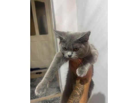 British shorthair yavrular ırk sağlık garantili