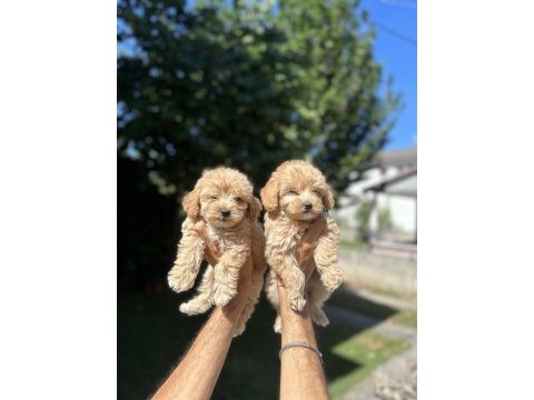 Orjinal maltipoo yavrularım