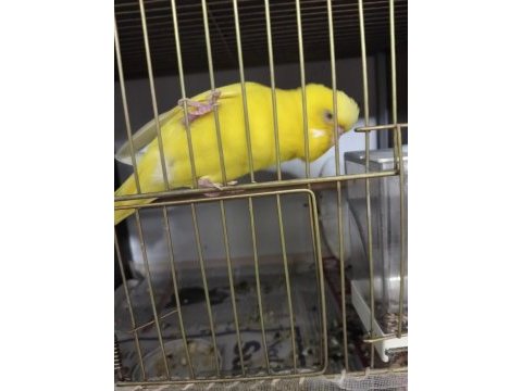 Takım muhabbet kuşlarım