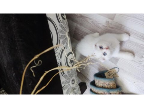 2 aylık kar beyaz mavi göz scottish fold dişi