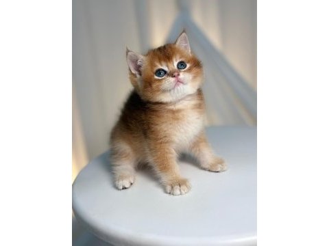 Golden british shorthair
