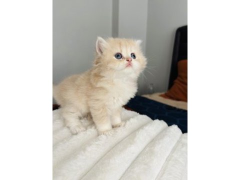 British longhair golden