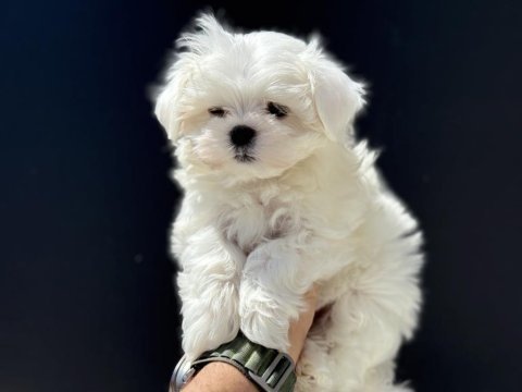 En iyisini arayanlar içi petmode köpek çifrliğinde