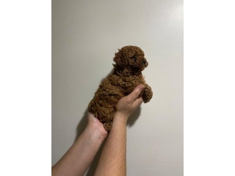 Red toy poodle yavru dişi ve erkek karma yapıldı