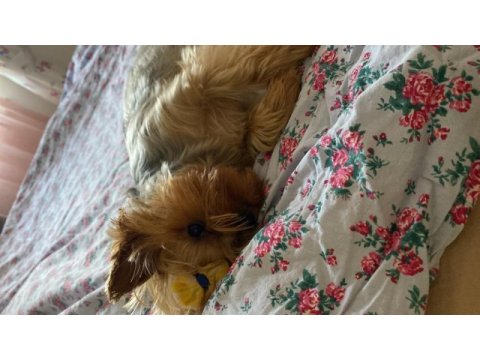 Ücretsiz sahiplendirme 3 yaşında yorkshire terrier