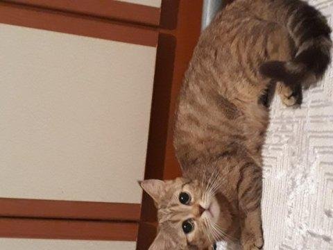 Adım latte ömürlük yuva arıyorum