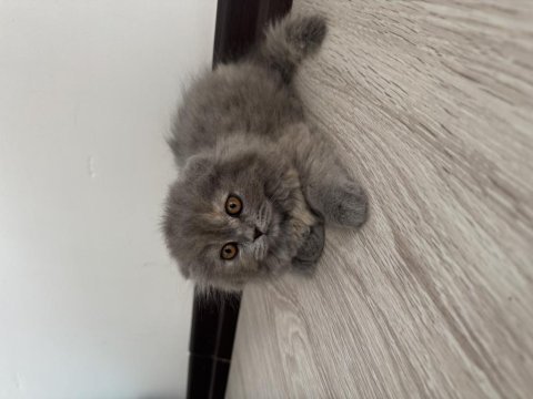 2 aylık dişi uzun tüylü scottish fold