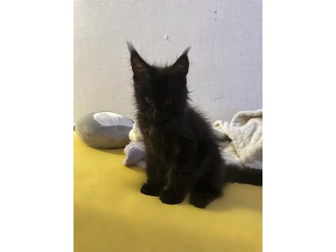 Polydactyly maine coon bebekler