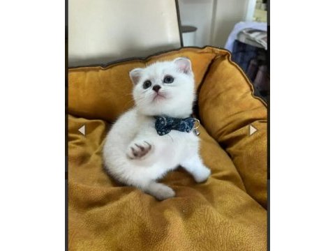 Scottish fold erkek yavrumuza yuva uyguna
