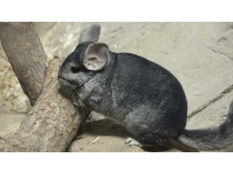 Chinchilla çinçila