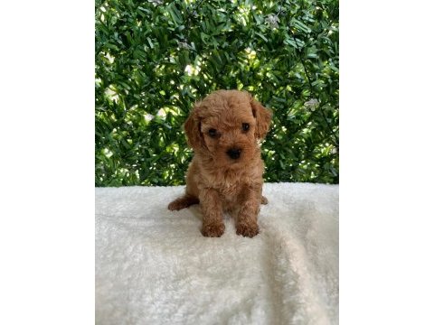 Kilo ve boy garantili toy poodle yavrularım