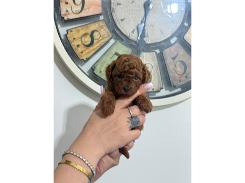 Toy poodle yavruları dişi