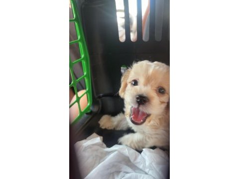 2 aylık toy poodle