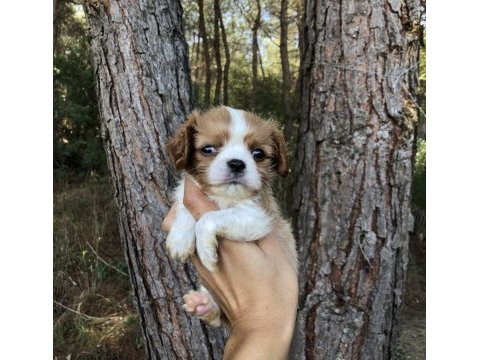 A sınıf cavalier kıng charles