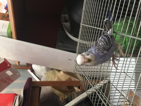 1 haftalık bebek yavru kuşlar