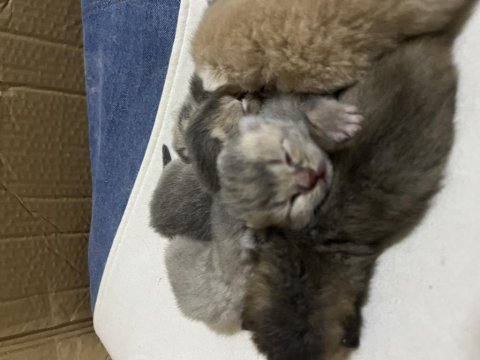 British shorthair ve bluepoint yavrularımız