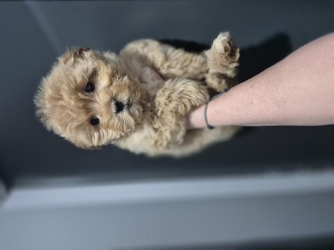 Maltipoo yavrum 55 günlük