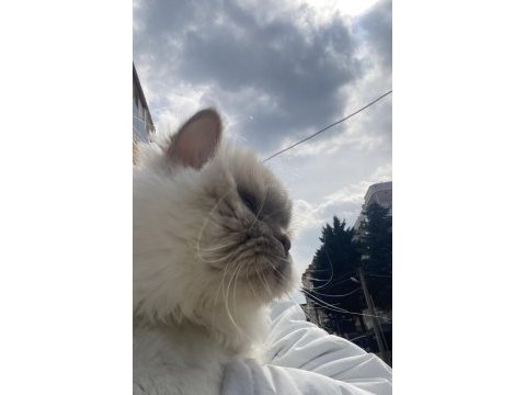 Maviş gözlü tatliş kedimiz kira british longhair