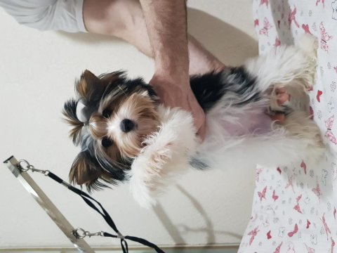 Biewer yorkshire terrier