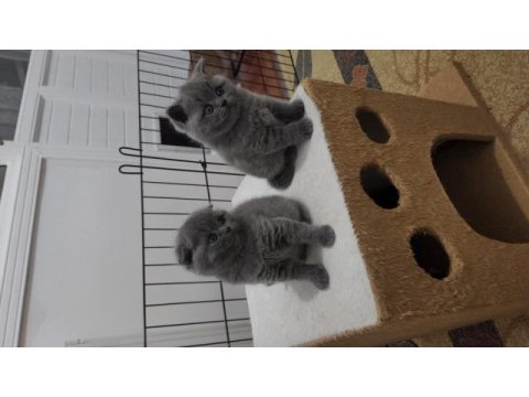 Biblo güzellikte safkan scottish fold