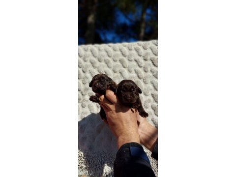 Çkolata labrador