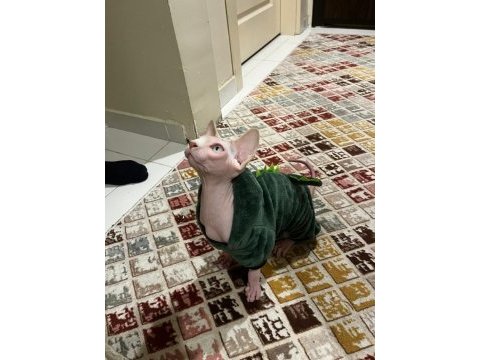 Sfenks pembe erkek kedi