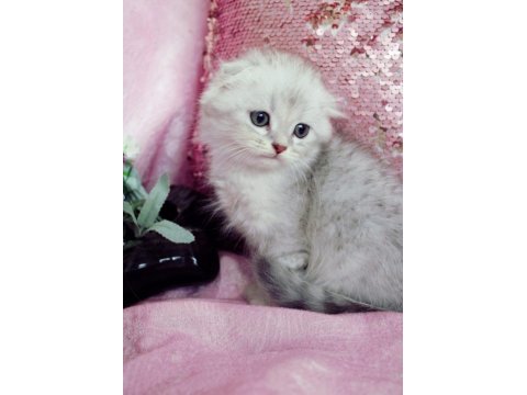British shorthair 55 günlük