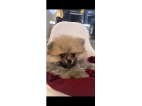 Çok uyguna pomeranian 3 aylık erkek