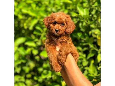 Irk ve sağlık garantili orjinal maltipoo yavrular