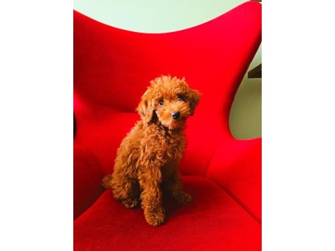 2,5 aylık toy poodle yavrumuz bambi sahibini arıyor!