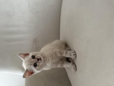 Safkan british blue point yavrular
