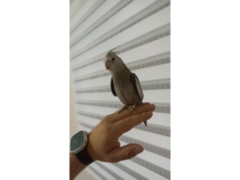 Erkek konuşur vaziyette sultan papağanı grey