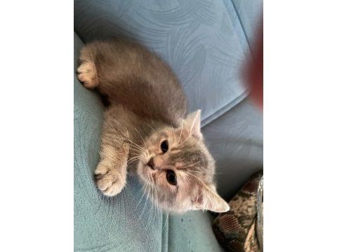 British shorthair golden