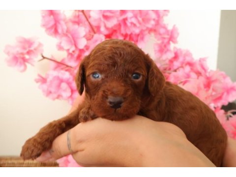 Red toy poodle
