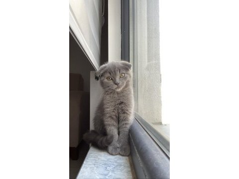 Scottish fold kedimiz