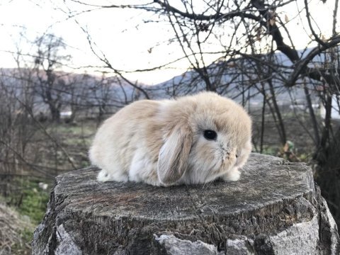 Mini lop tavşanı bebeklerimiz