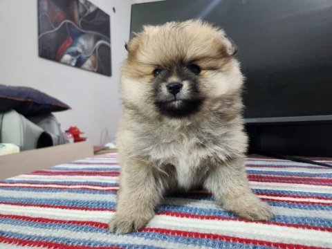 Rezerveye açık köpeğimiz 2