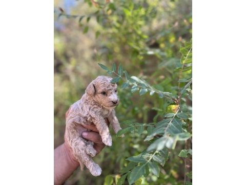 Toy poodle çok tatlı yavrularımız