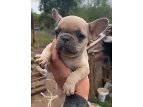 French bulldog yavrularımız ırk ve sağlık garantili