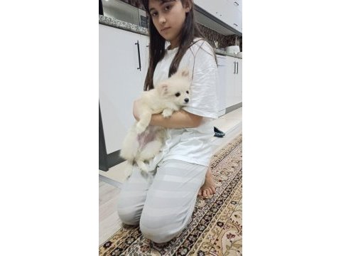 Acil sahiplendirme 4 aylık wc eğitimli pomeranian erkek
