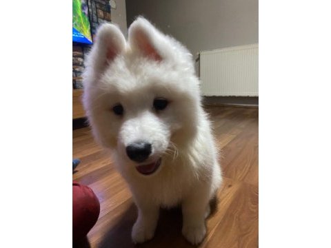 Dünyanın en tatlı köpekleri samoyed